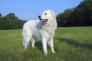 Kuvasz Dog Info, Puppies, Temperament, Mixes, Pictures