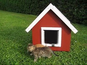 Katzenhaus selber bauen - heimwerker.de