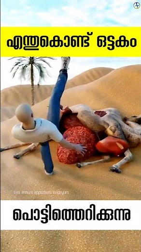 എന്തുകൊണ്ട് ഒട്ടകങ്ങൾ ചത്ത ശേഷം പൊട്ടിത്തെറിക്കുന്നു why camels explodes