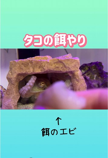 TikTokでもちさんをチェック！
