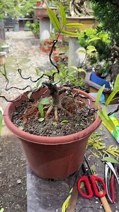 Nebari is the visible surface root spread at the base of a bonsai tree. It is the foundation that connects the roots to the trunk.🌿 #bonsai #gardening #beforeandafter | Romeo Antipuesto Jr