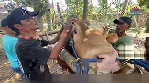 Ternyata sapi perlu perawatan tanduk dan kuku - Sapi Setia Farm | SETIA FARM