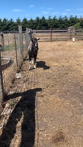 78 reactions · 11 comments | This week marks the beginning of breeding season! Our buck, Anaconda, was introduced to our milking herd on Sunday. Let the 5-month countdown to babies begin! | Harley Farms Goat Dairy | Facebook