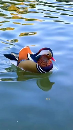 5.4K views · 115 reactions | Beautiful mandarin duck.. | D Putera Bayu | Facebook