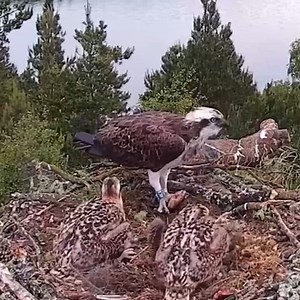 Warning graphic content vicious attack by sibling kills Loch of the Lowes Osprey chick. | Million Viewer