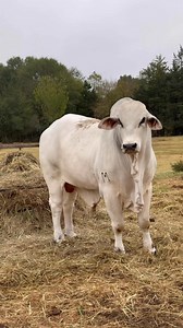 1.2K views · 61 reactions | Do not Wait! | Butler Farms Inc | Facebook