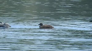 4.6K views · 133 reactions | The common loon hunts by first looking for prey underneath the water's surface, then diving deep to catch it. Usually the common loon eats its catch before returning to the surface, but not when there are two hungry chicks to feed! Video Description: Two adult loons show their two chicks how to hunt for food. The family swims together in a lake within Sleeping Bear Dunes National Lakeshore. | Sleeping Bear Dunes National Lakeshore | Facebook