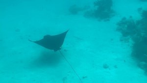 Available for daily Snorkeling around the reefs of Virgin Gorda. Also ask about our Cooper Island trip with Snorkeling at the Indians and caves of Norman Island. #seaitclearbvi #bvi #virginislands #caribbean #virgingorda | Gumption's Experience BVI