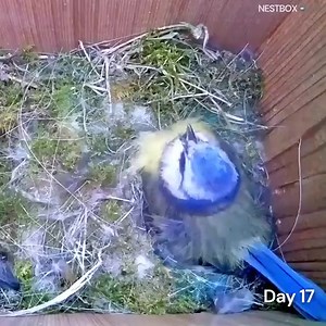 This stunning time-lapse video shows how a pair of Blue Tits examine their new home, build their nest, lay their eggs and care for their young then fly the nest. The detail is incredible. There is great #wildlifephotography and then there is this!!!! Video Credit📹 NestBox | Protect All WildLife