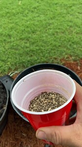 We are planting our blueberry bushes in raised beds to see if we will have better luck with them growing. We can adjust to soil ph in these raised planters to make to soil more acidic for the blueberries. #danielfamilygarden #gardening #garden #blueberries #homestead #BackyardGarden | Daniel Family Garden | Facebook