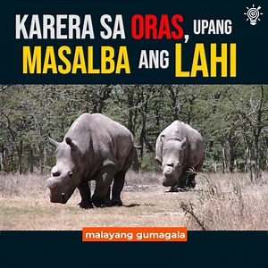 24K views · 635 reactions | Ang northern white rhino ay itinuturing...
