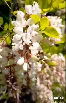 Locust tree🌿/Robinia pseudoacacia