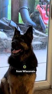 Radar, the rescue-turned-cadaver dog, helped uncover evidence in Minnesota man's murder #shorts