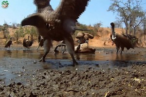 293K views · 9.3K reactions | Predators' Play Ground - [ हिन्दी डाक्यूमेंट्री ] Part 17 , #nature #animals #discovery #naturalnaturehdtv Wild World Survivals World | Natural Nature HDTv | Facebook