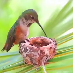 35K views · 390 shares | Realmente hermoso. ¡Así alimenta una madre colibri a sus bebes! | DIARIO EL HERALDO | Facebook