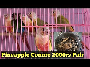 Pineapple Conure price 2200rs pair
