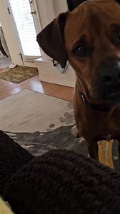 ...I'll just leave this here. #mydog #charlie #hesagoodboy #boxweiler #laserlight #thosesoundsthough #puppyface | Rachel Walters