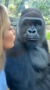 19K reactions · 1K shares | The Gentle Giant in Beast Mode 轢 #trending #fyp #viral #aimonkey #tiktok #foryou #shorts #chimpanzee #ai | chch | Facebook