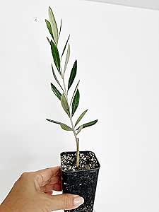 Wilson Olive Tree Sapling, 4 in Tall, 2 in Pot, Drought-Tolerant, Low Maintenance