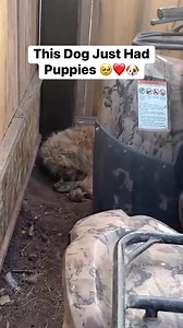 They’re alive but they’re dirty #farmers #puppies #puppy #viral #cutepets #reels | The Farm on Route 66