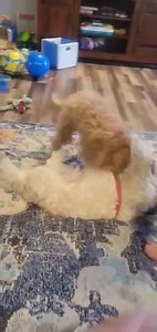 1.4K views · 57 reactions | Cooper the cockapoo is doing very well!! He is ready for adoption but needs a home without young children!! | Cherished Cockers Rescue | Facebook