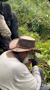 Visiting Uganda and journeying out on safari is a unique experience. Getting up close and personal with some of the world’s most impressive and endangered animals, like Mountain Gorilla relaxing in nature deep in the African bush and learning more about the fascinating African culture is what a safari holiday is all about. #askmeaboutuganda #visituganda #creatingmemories #travelphotography | Moses Kisembo