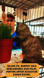 Kenapa Kucing Anda Suka Makan Rumput? Pernah nampak kucing anda makan rumput dan tertanya-tanya kenapa? 🤔 Jangan risau, ia sebenarnya normal! 🐾 Rumput bukan sekadar ‘snek’ untuk kucing, tapi ia ada manfaat luar biasa: ✅ Membantu membersihkan sistem penghadaman. ✅ Melancarkan proses membuang hairball. ✅ Kaya dengan asid folik untuk kesihatan darah. TIPS PENTING: ✔️ Pastikan rumput yang mereka makan bebas dari bahan kimia berbahaya. ✔️ Jika anda tiada taman, cuba tanam rumput kucing seperti whea