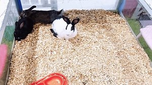 Pakuwon City Mall Surabaya East Java Stock Footage Video (100% Royalty-free) 3685206203 | Shutterstock