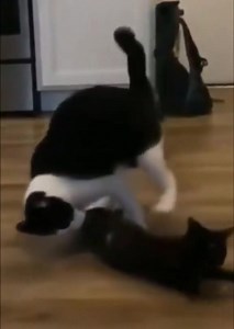 5.4K views · 125 reactions | Wrestling KO in cat's #catsoftiktok #cat #fypシ #cuteanimals #animals | Pets & Cats | Facebook