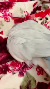 ❌Galah cockatoo Price & Details❌ আমার কথা বলা দুষ্টুপাখি ডিগবাজি দেয়😍 Blogbabe Neshi Return জায়েদ খাঁনের মতো ডিগবাজি দিচ্ছে🙈 Pakhi🦜baccha Aka aka kivabe khela dhula kore🤔⁉️ galah cockatoo |Candy baby | #zayedkhandigbazi | Blogbabe NesHi