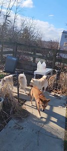DC Shiba Inu Rescue (DC SIR) on Reels