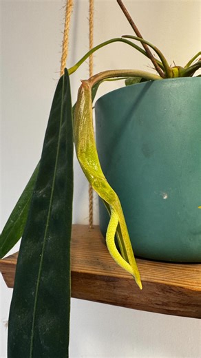 My baby wendlingeri that I grew from a tiny plant has made its first flower! (Inflorescence). Anthurium wendlingeri is known for their spiralling hanging inflos, although they only fully spiral on a very mature plant. So I expect no spirals on its first 😅 #anthurium #anthuriumwendlingeri #anthuriumlovers #inflorescence | Plant with Roos