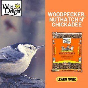 14 reactions | Did you know that white-breasted nuthatches have one large toe compared to the rest of their feet? This big toe faces backwards while the other three face forward. This helps them to walk in all directions as they move around tree trunks. Attract them with our Woodpecker, Nuthatch N’ Chickadee mix and look closely when they visit: https://www.wilddelight.com/products/woodpecker-nuthatch-n-chickadee/ | Wild Delight | Facebook