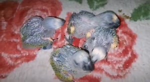 MashaAllah Healthy & Active Blue fronted Amazon hand feed pin feather chicks available for detail call, SmS or whatsaapp Wa.me/923332279021 | Bird Zone Karachi | Facebook