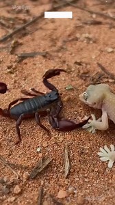 The Dune Scorpion delivers the first strike, but the relentless Web-Footed Gecko fights back to dominate this desperate desert territory standoff. #ScorpionVsGecko #WebFootedGecko #ArachnidClash #DesertSurvival #NatureDominates ⚙️ AI-generated nature dramatization — no real creatures involved. | Wooflyn