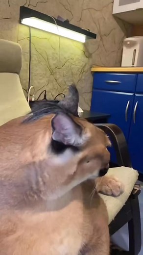 #funnyvideos #reelsfacebook #curiosidades caracal 🎶 | Aladar