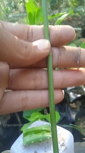 3.3K views · 35 reactions | Rose cuttings propagation #rose #gardening #rosegarden | GardeningFruit | Facebook