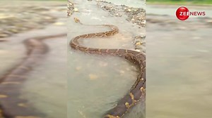 पहाड़ों के बीच नदी में दिखा दुनिया का सबसे लंबा अजगर, लंबाई नापते-नापते चकरा जाएगा सिर