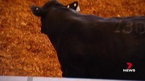 The biggest Simmental Bull sale in the country has been hosted in Rockhampton. There were a record 128 bulls up for grabs - and one sold for a whopping $30,000. 7NEWS at 6pm. More local news: 7news.com.au/news/central-queensland #7NEWS | 7NEWS Central Queensland
