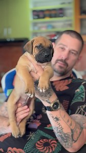 White Paw Ultimate Selection , my favourite 3 weeks old boy from Indio & Frozen #dogsoftheworld #dogsarelife #dogslove #dogshow #dogsofworld #dogsinstagram #kennel #breeder #animalslover #dogfood #puppiesforsale#puppiesofinsta #presacanario | Stevanovic Ivan
