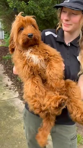 Meet Koby — our handsome little F1b Mini Cavoodle boy from proud parents Pambula & Arlo! 💛 Microchip: 956000018922998 Source No.: BR100575 Koby is currently soaking up all the love and attention with Maddison, who’s making sure he’s surrounded by cuddles, playtime, and plenty of socialisation. 🥰 His soft, curly coat and bright, curious eyes make him simply irresistible! ✨ This sweet boy is full of charm, joy, and gentle energy — always ready for a snuggle or a little adventure. 🐶💖 #MiniCavoo