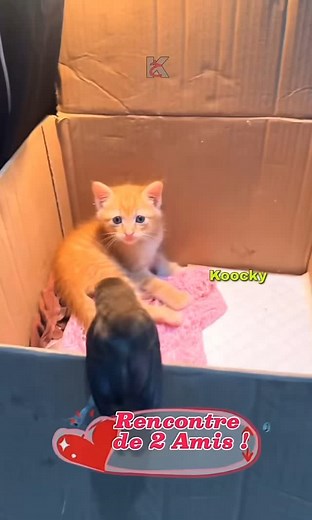 #Petitmomentdedouceurdudimanche Le regard du petit chaton je meurs 😍 L’oiseau qui lui parle et lui qui le fait se mettre au chaud entre ses pattes et le petit oiseau qui essaie de se caler sous sa tête pour le soutenir quand le chaton s’endort, ils sont pas trop mim’s ❤️ ( Tous ça sur la musique du professionnel je fond 😅) Putain j’peux casser des bouches sur les tatamis mais je pourrais verser ma larme sur ce genre de vidéos, comprend pas 😅, j’dois être de ce qu’on appelle les « Hypersensibl