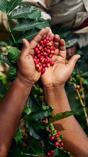 Guatemala La Colmenita Coffee  At 2000 meters above sea level...