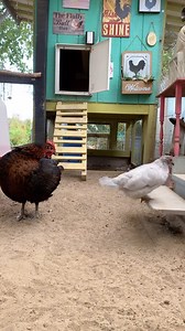 2.1K views · 834 reactions | Watch my mini chicken LiL Kiwi use a treadle feeder! Easy peasy! #bantamsofinstagram #chickenkeeping #fatsGreenGarden | Fatsgreengarden | Facebook