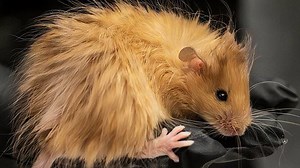 First 'woolly mouse' marks huge step in bringing back the woolly mammoth