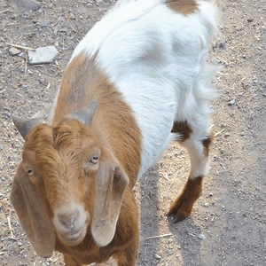 59 reactions · 10 comments | Goat a load of this  In a joint initiative between NSW Rural Fire Service and Crown Lands, a herd of 40 firefighting goats have been tasked with the important job of chewing through dense vegetation to assist with bushfire mitigation  You herd it here first, folks Read more at https://bit.ly/3FxdjQp  | NSW Department of Planning, Housing and Infrastructure | Facebook