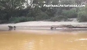 One of the most wanted scenes... a jaguar hunt and kill!!! 📹@dougpantanalguide SamsungA10 #naturephotography #natgeo #naturezaperfeita #action #wildcats #wild #wildlife #naturelover #perfect #animal_sultans #king #brazil #brasil #pantanal #portojofre #pantanalpathfinder | Pantanal Pathfinder