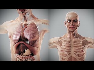 3D Human Male Anatomy