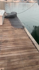 Volume up: this lady got a lesson on waking up a sleeping seal.... #Fail #Animals 😅 | Animalistic