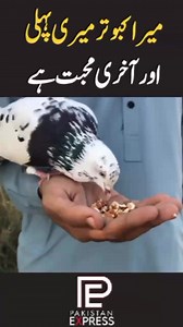 20K views · 519 reactions | Pakistan Express on Reels | Facebook